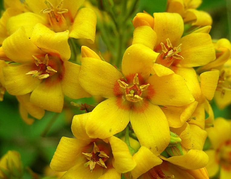 Lysimachia vulgaris / Mazza d''oro comune